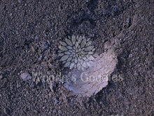 Load image into Gallery viewer, Blue Magnetic 