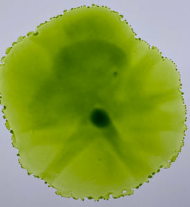 Margarita