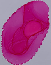 Load image into Gallery viewer, Yapple Dapple