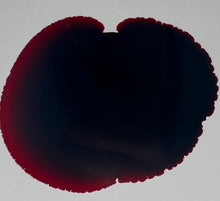 Load image into Gallery viewer, El Diablo