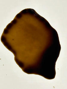 Gibson
