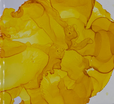 Yellow Hammer