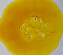 Load image into Gallery viewer, Yellow Hammer