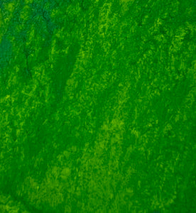 Algae