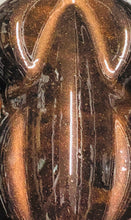 Load image into Gallery viewer, Clippity Clop